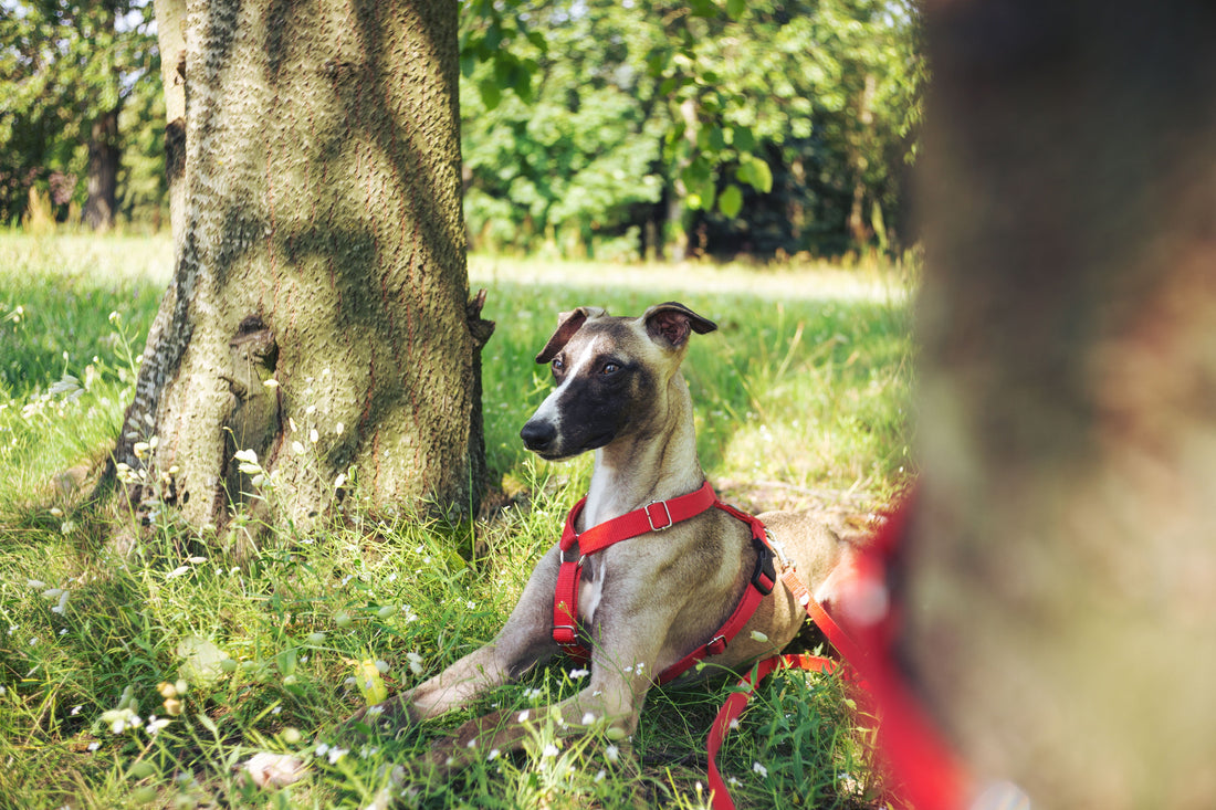 How to Measure Your Dog for a Harness in 3 Simple Steps.