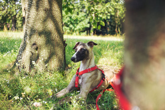 How to Measure Your Dog for a Harness in 3 Simple Steps.