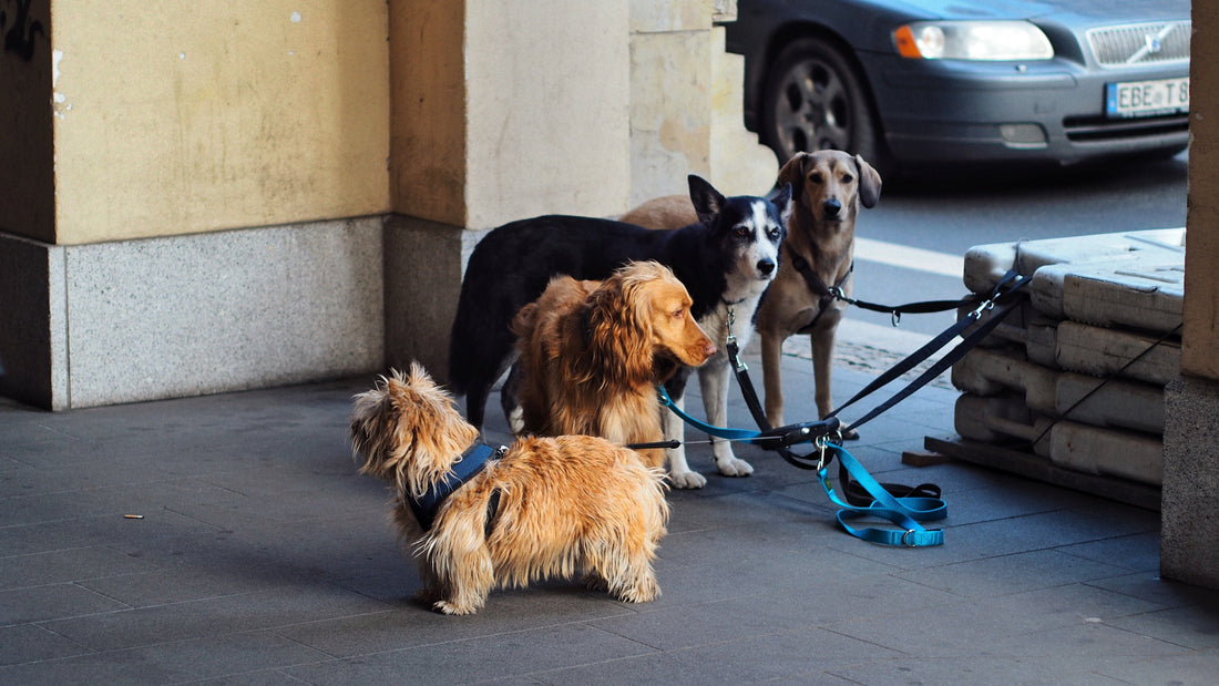 3 Things to Look for When Buying a Long-Lasting Dog Leash.
