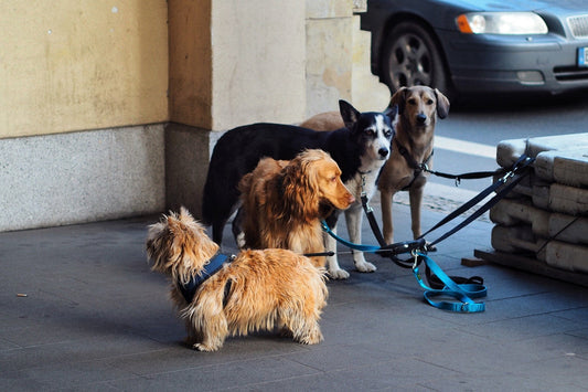 3 Things to Look for When Buying a Long-Lasting Dog Leash.