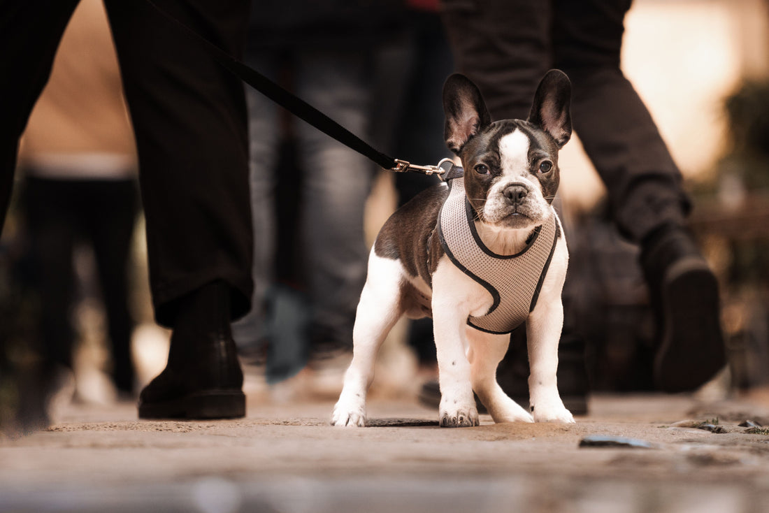 Why a Badly Fitting Harness Hurts Your Dog (and How to Fix It)