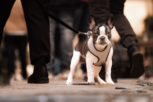 Why a Badly Fitting Harness Hurts Your Dog (and How to Fix It)