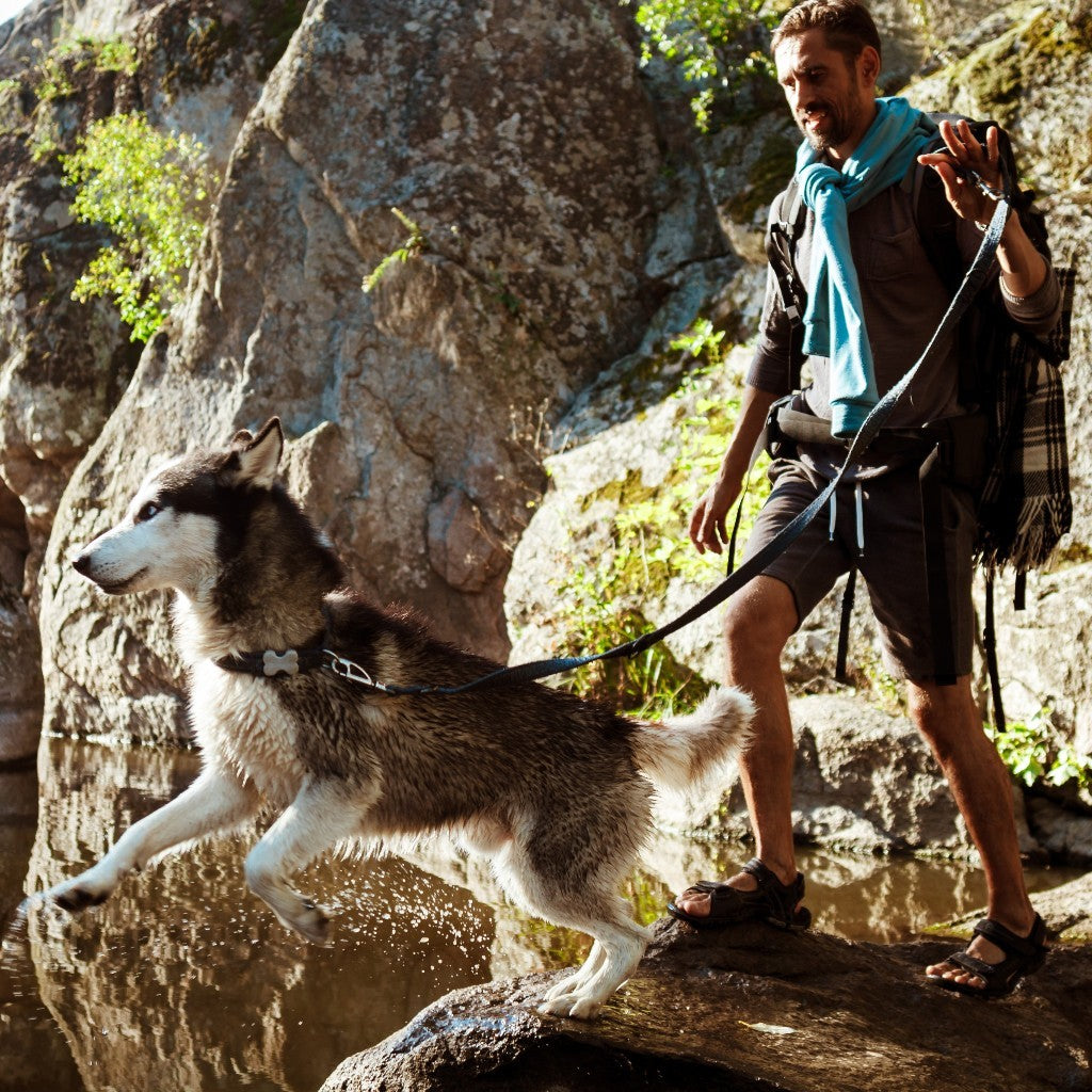 Dog Adventure & Outdoor Gear Collection