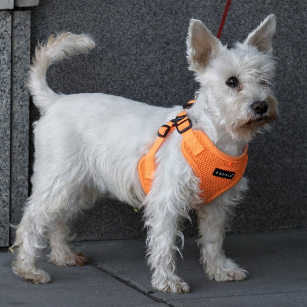 Dog Leashes