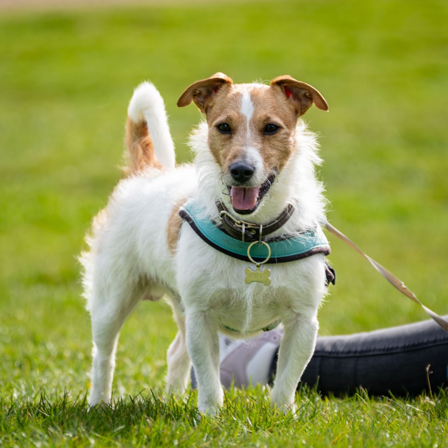 Dog Harnesses