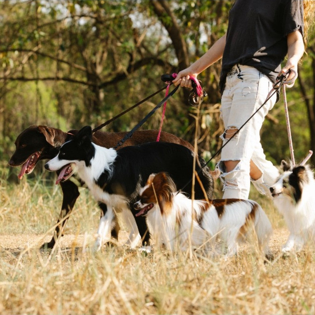 Multi-Way Dog Leashes