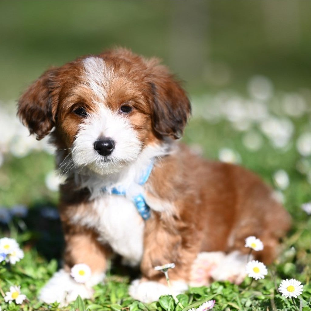 dog collars collection for all breeds and sizes